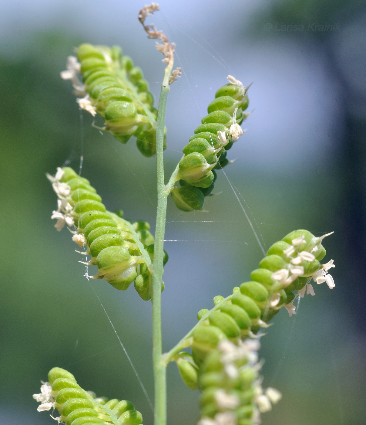 Image of Beckmannia syzigachne specimen.