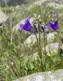 Campanula saxifraga. Цветущее растение. Карачаево-Черкесия, Карачаевский р-н, долина р. Кичкинекол, выс. ≈ 2200 м н.у.м. 16.07.2022.