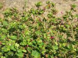 Mirabilis jalapa