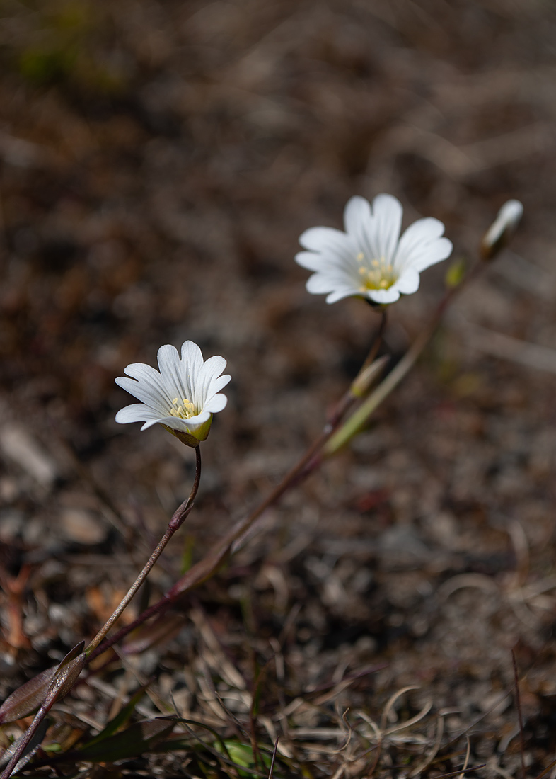 Изображение особи Cerastium glabratum.