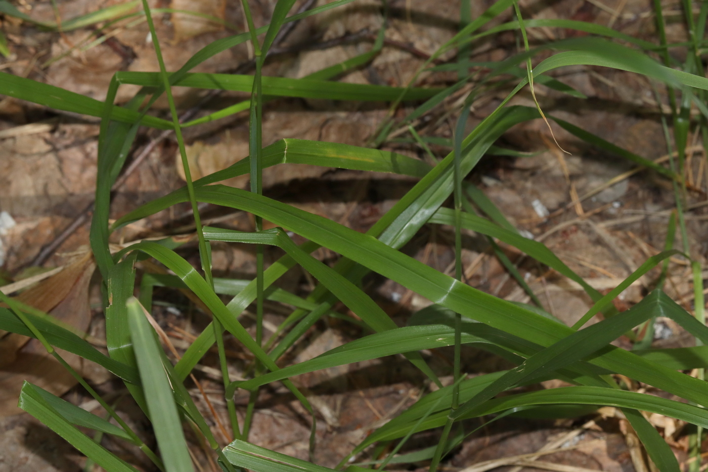 Image of Calamagrostis arundinacea specimen.