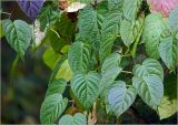 Actinidia kolomikta. Листья. Московская обл., Раменский р-н, окр. дер. Хрипань, садовый участок. 21.09.2023.