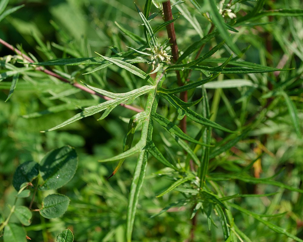 Изображение особи Artemisia vulgaris.