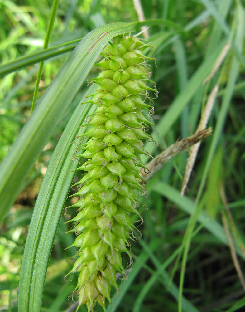 Изображение особи Carex vesicaria.