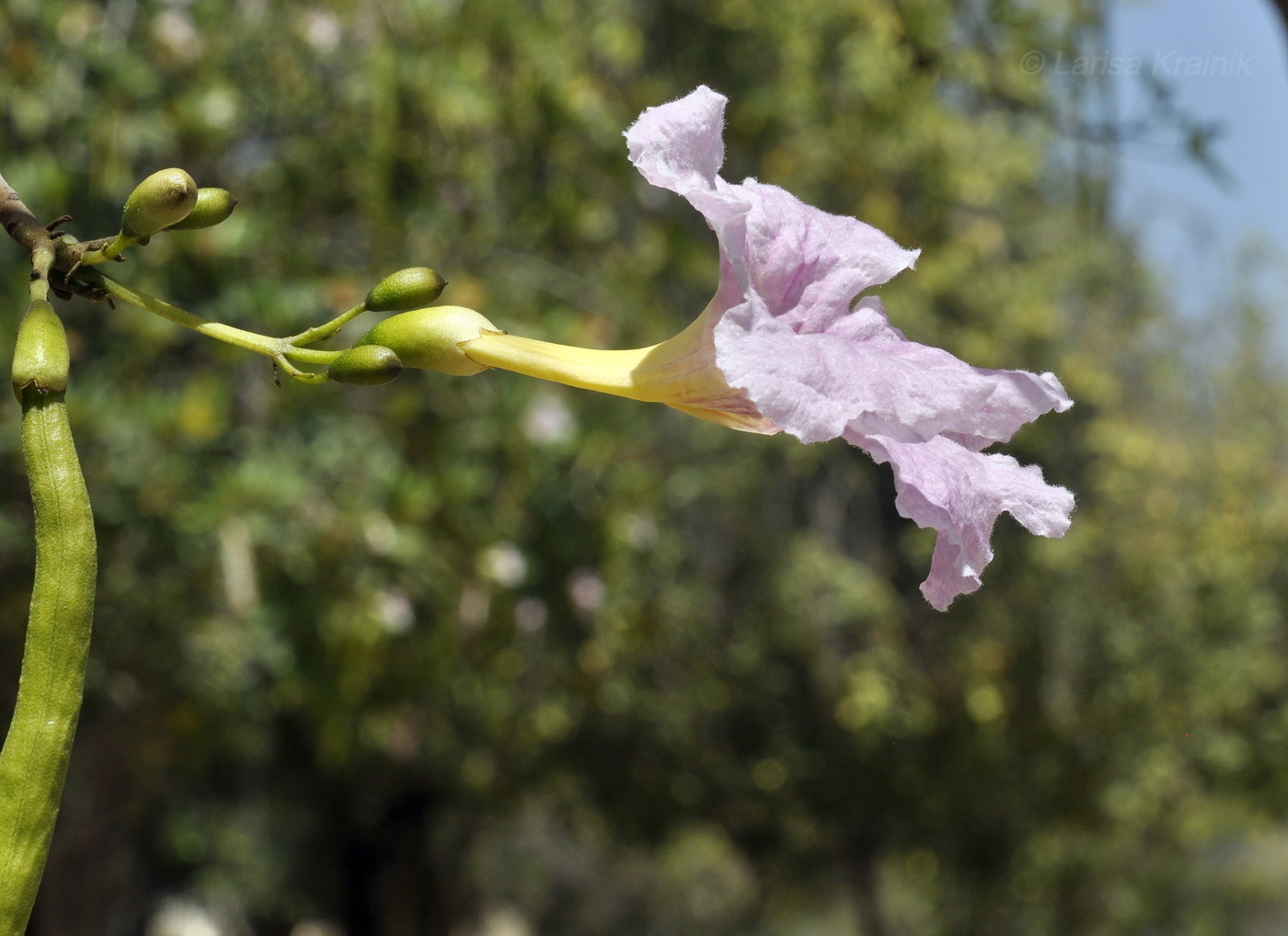 Изображение особи род Tabebuia.