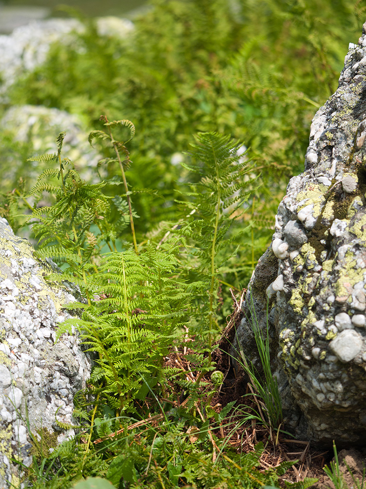 Изображение особи Athyrium distentifolium.