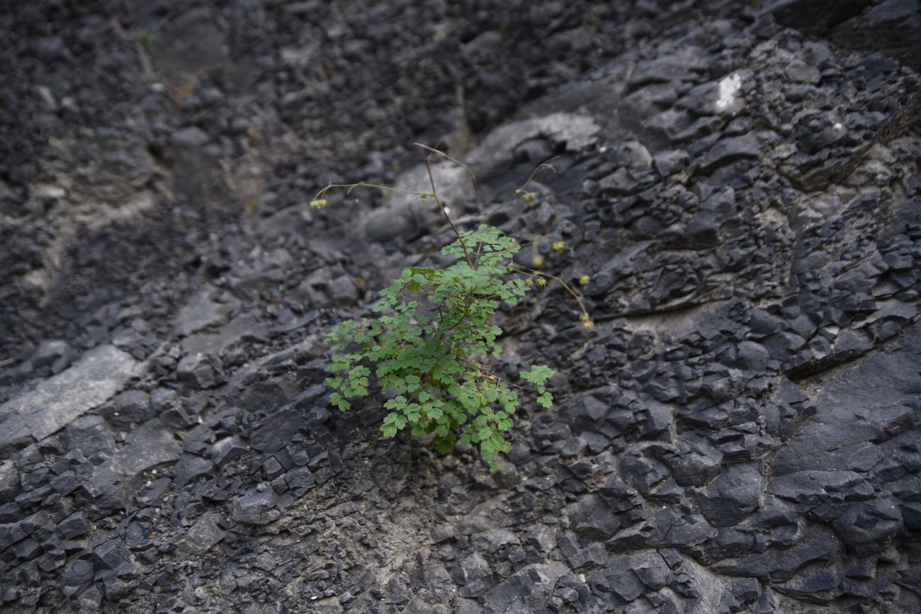 Изображение особи род Thalictrum.