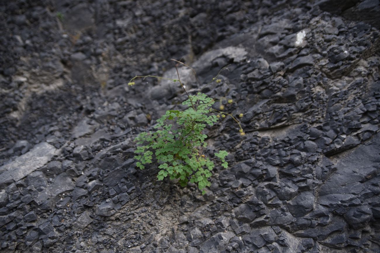 Image of genus Thalictrum specimen.