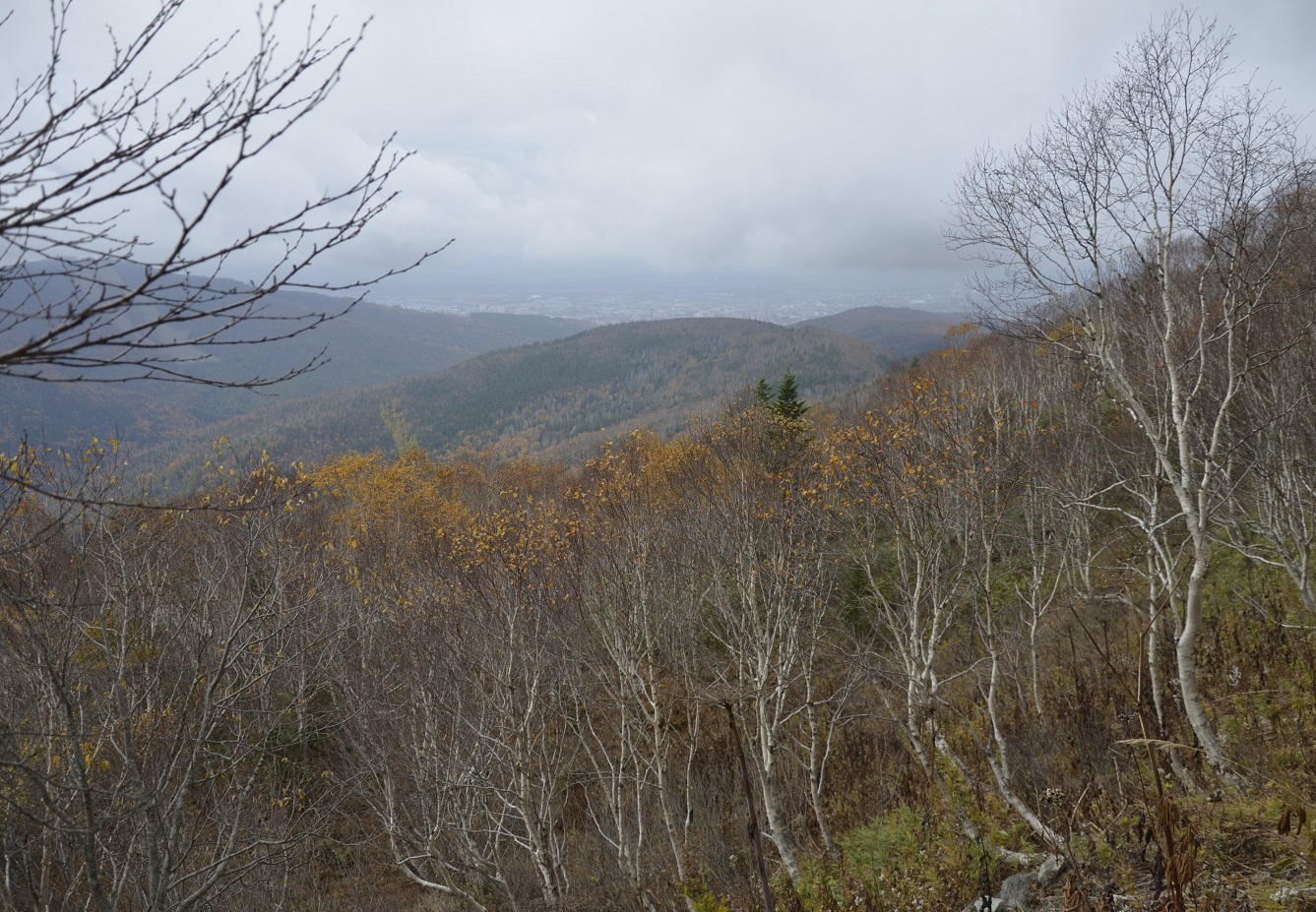 Image of Betula ermanii specimen.