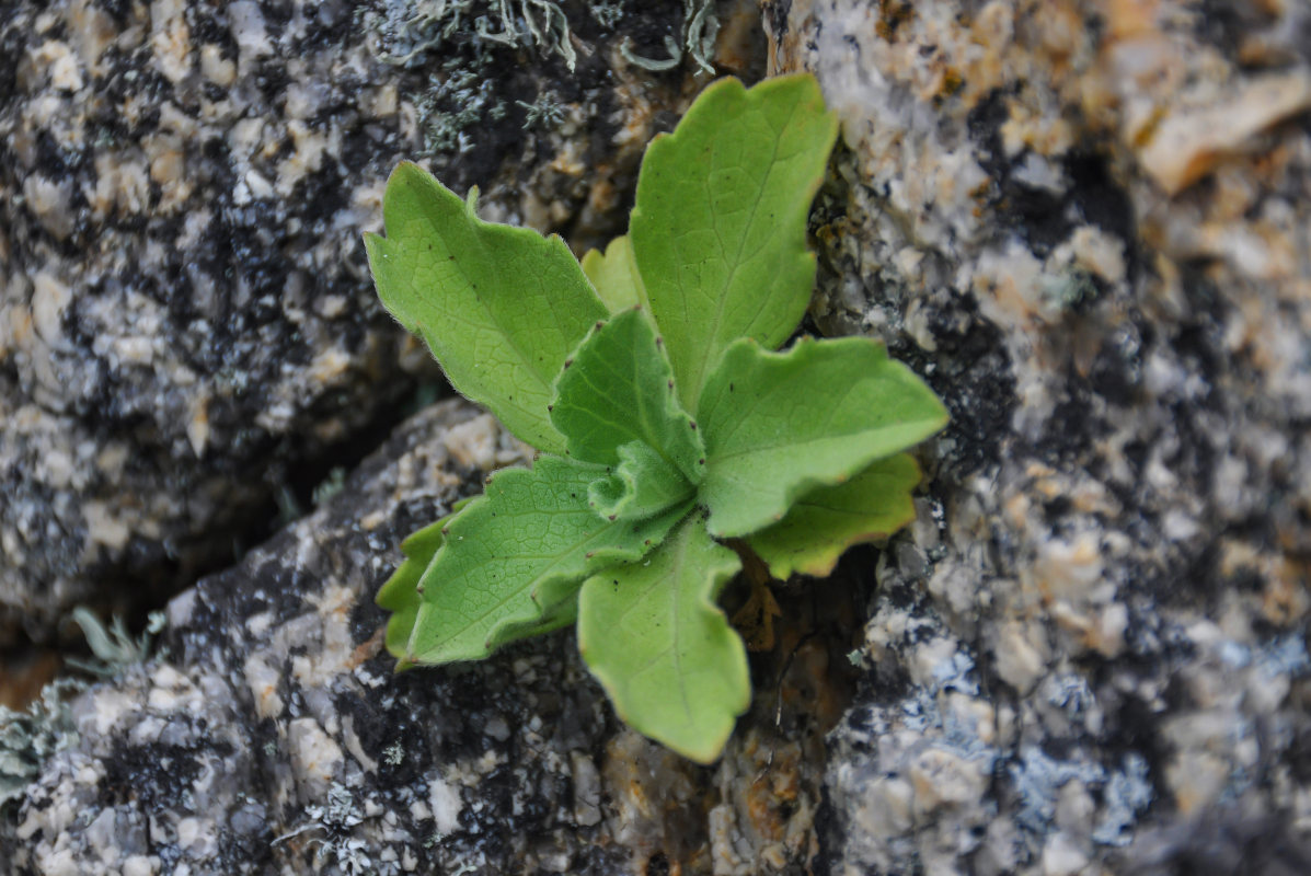 Image of Aster spathulifolius specimen.