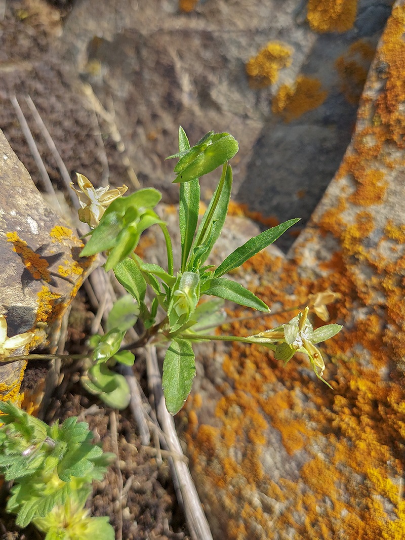 Изображение особи Viola occulta.