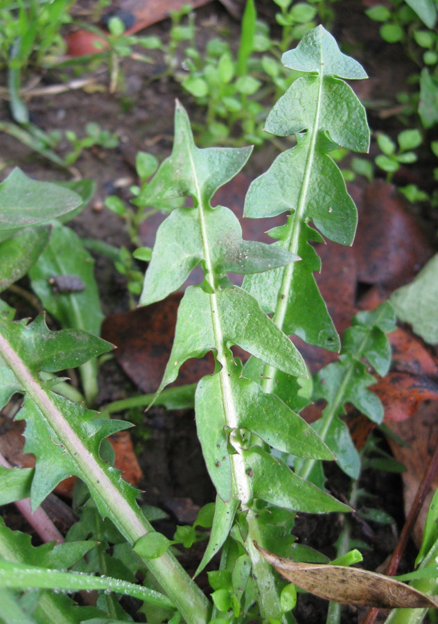 Image of Taraxacum hybernum specimen.