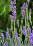 Lavandula angustifolia. Соцветия с кормящейся пчелой-плотником. Грузия, г. Тбилиси, в культуре. 10.06.2023.