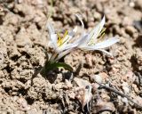 Colchicum kesselringii