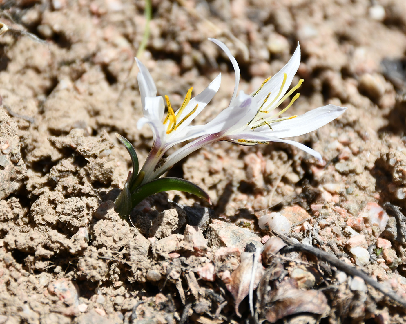 Image of Colchicum kesselringii specimen.