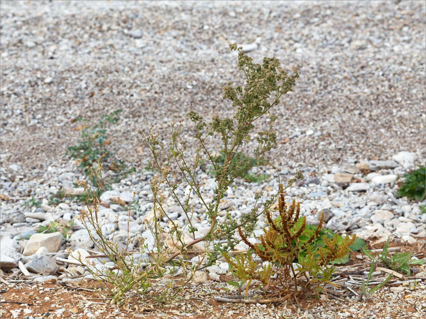 Image of genus Chenopodium specimen.