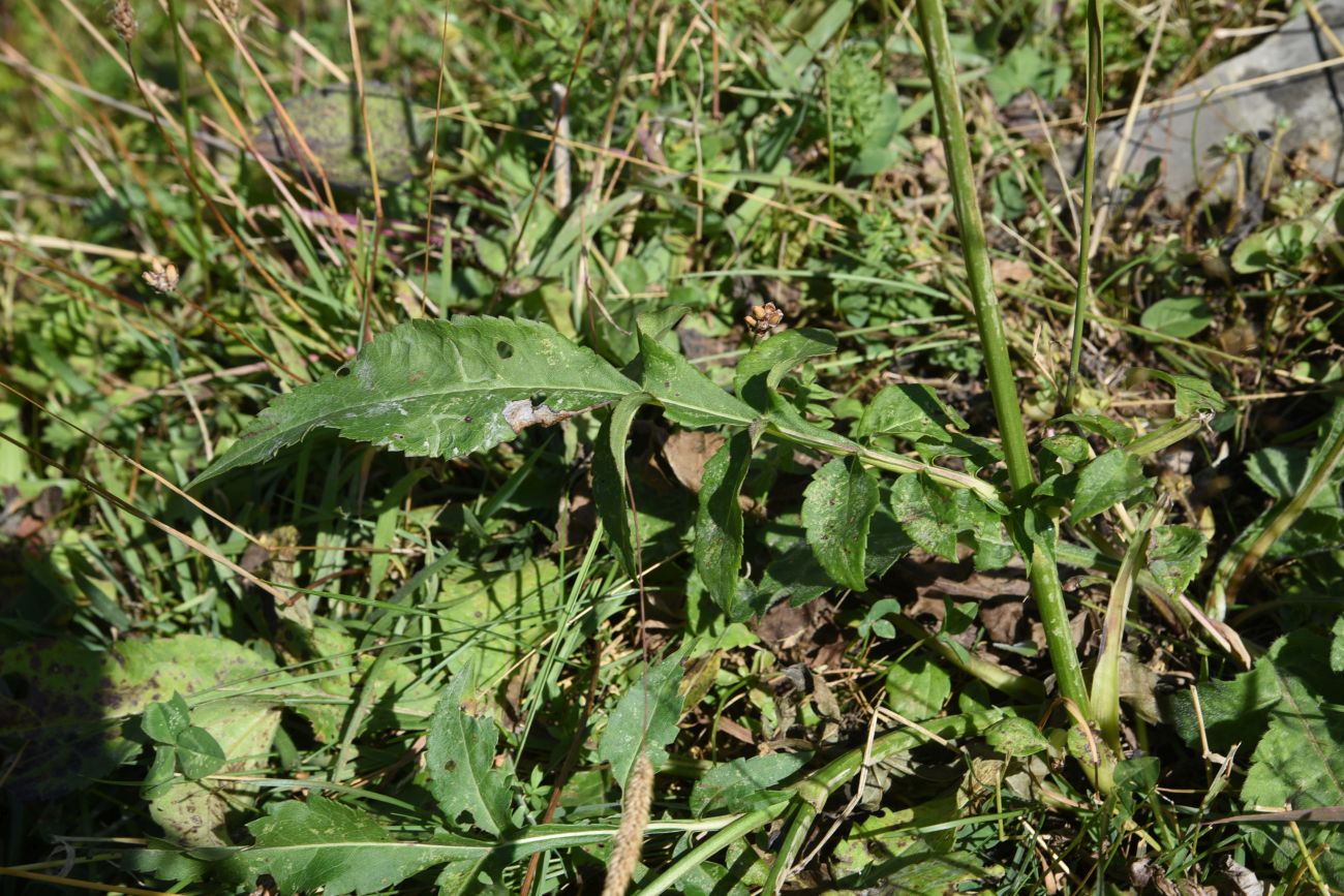 Изображение особи Cephalaria gigantea.