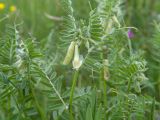 Vicia pannonica