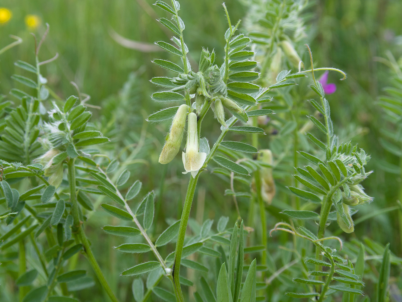 Изображение особи Vicia pannonica.