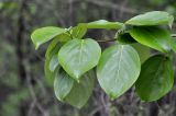 Populus suaveolens. Листья. Приморский край, Уссурийский гор. округ, окр. с. Монакино, обочина грунтовой дороги в широколиственном лесу. 11.05.2024.