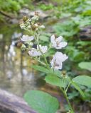 Rubus ibericus. Верхушка побега с соцветием. Краснодарский край, Крымский р-н, окр. станицы Неберджаевская, ур. Темрючки, дубово-грабовый лес, у лесного ручья. 27.06.2024.