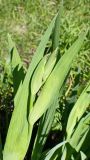 Iris setosa