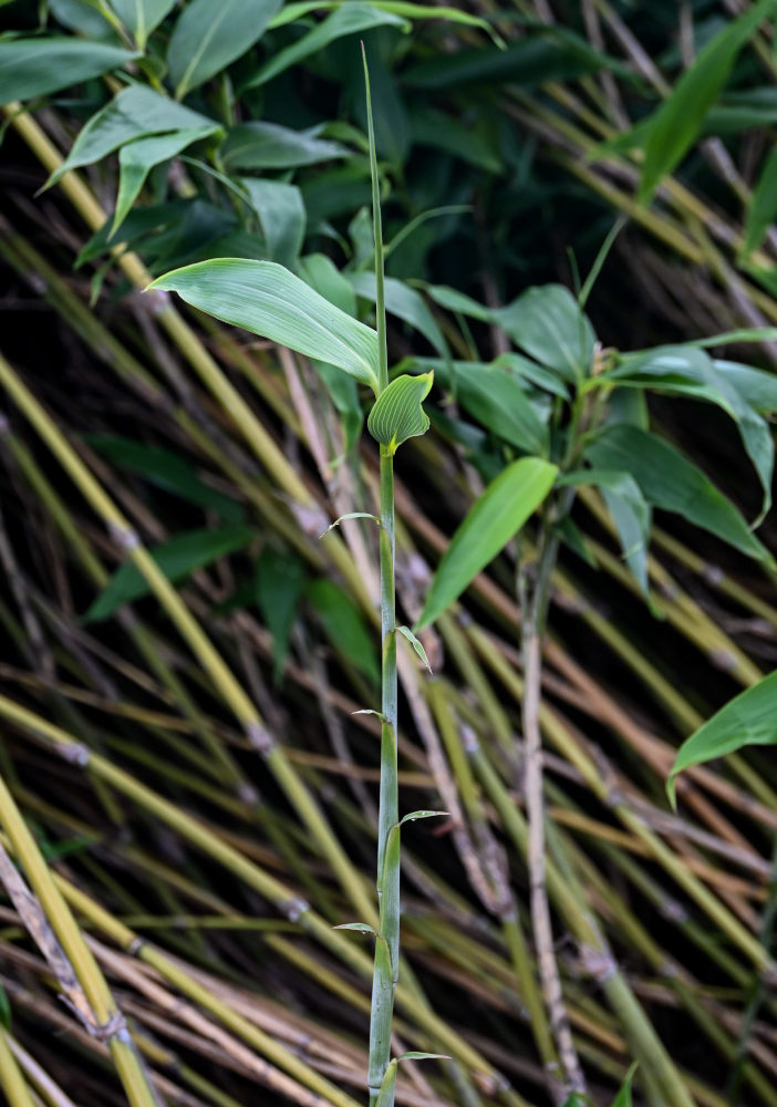 Image of genus Sasa specimen.