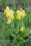 Primula veris