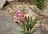 Nerium oleander. Верхушка ветви с соцветиями с цветками и бутонами. Турция, пров. Анталья, р-н Кемер, окр. пос. Кириш, Бухта больших камней, гора Чалыш, каменистый склон. 27.05.2024.