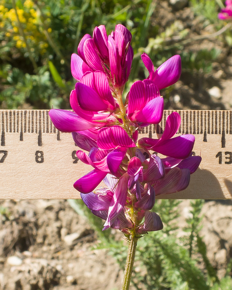 Изображение особи Onobrychis oxytropoides.