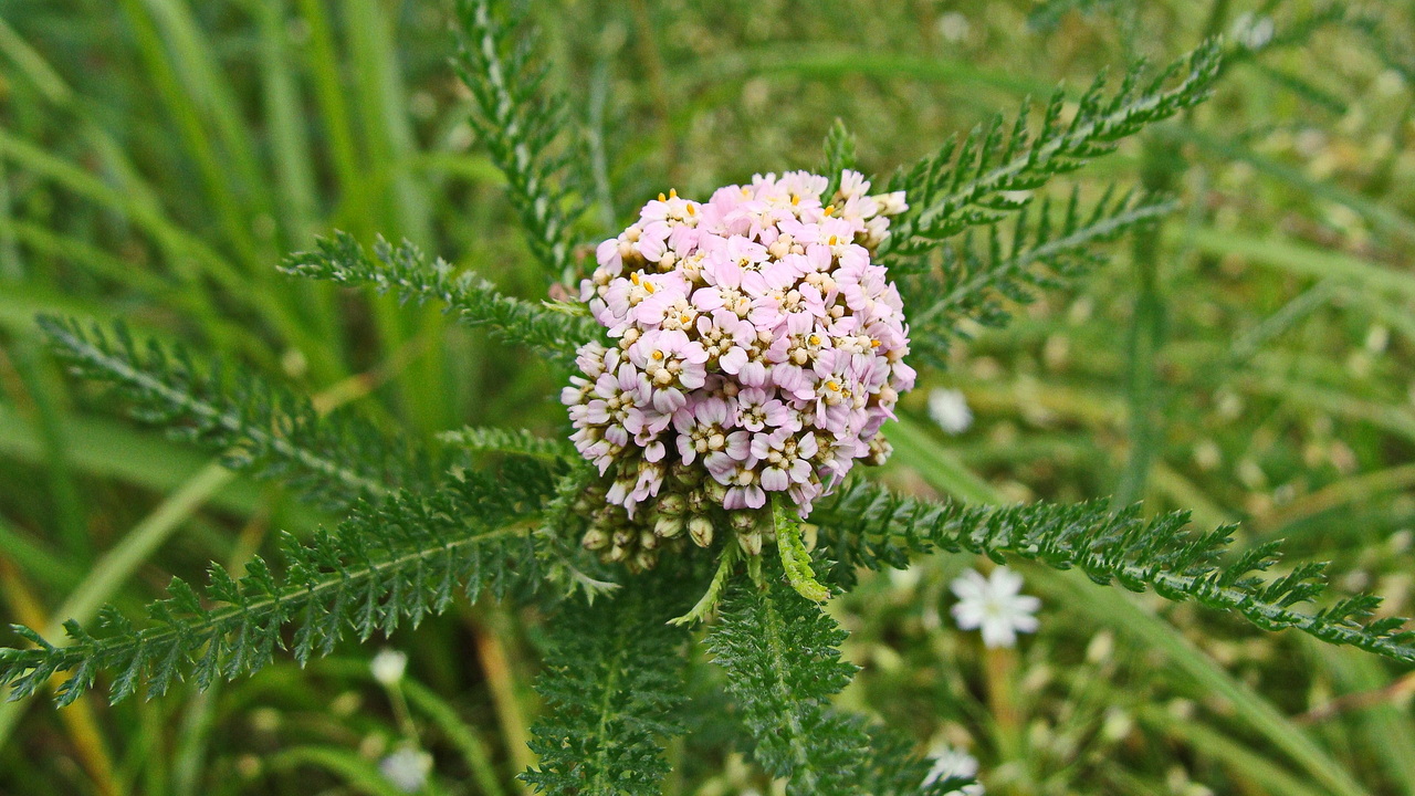 Image of genus Achillea specimen.