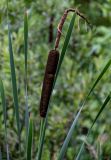 Typha latifolia