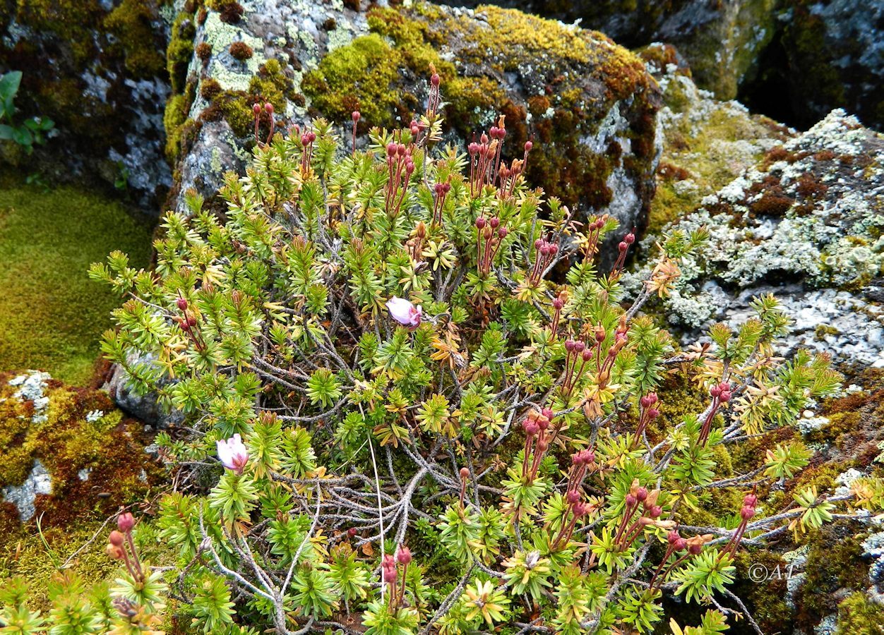 Image of Phyllodoce caerulea specimen.