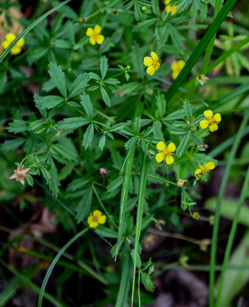 Изображение особи Potentilla erecta.