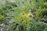Astragalus lithophilus