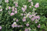 Смотреть изображение Malva thuringiaca