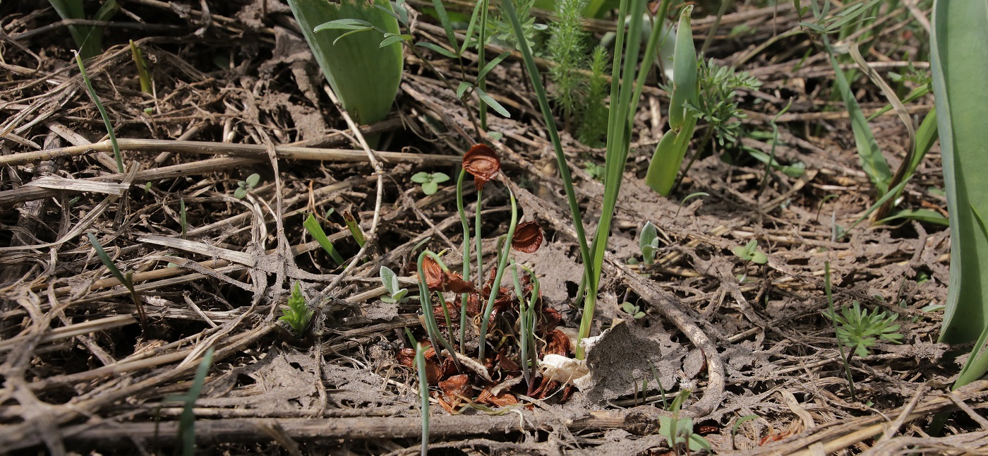 Изображение особи Tulipa berkariensis.