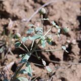 Euphorbia undulata. Побег с плодами. Волгоградская обл., Советский р-н г. Волгограда, балка Западная 2,5 км С пос. Горный, степь. 02.05.2016.