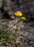 Tussilago farfara. Верхушка побега с соцветием. Мурманск, Октябрьский р-н, окр. оз. Среднее, смешанный лес с доминированием Betula. 31.05.2025.