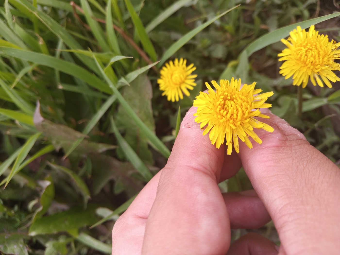 Изображение особи род Taraxacum.