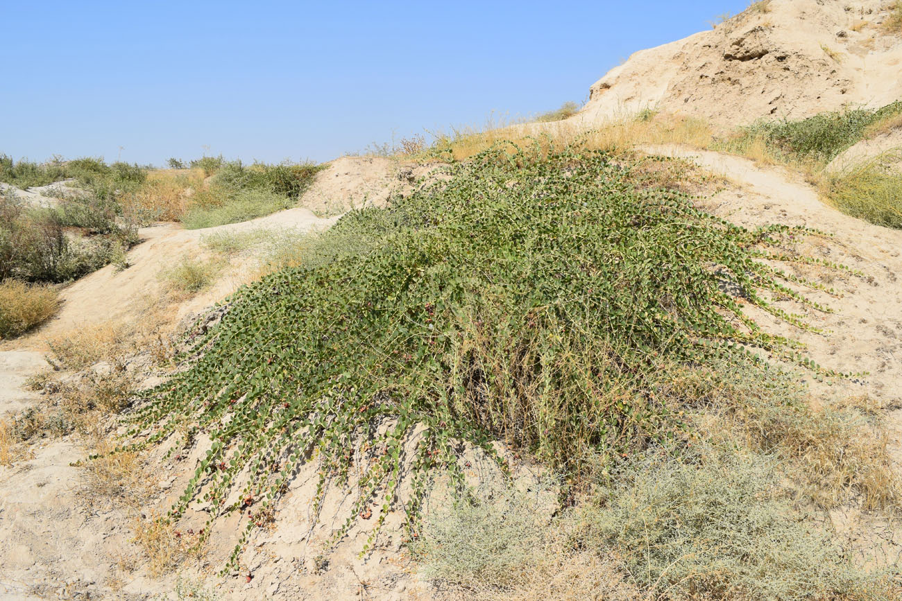 Image of Capparis herbacea specimen.
