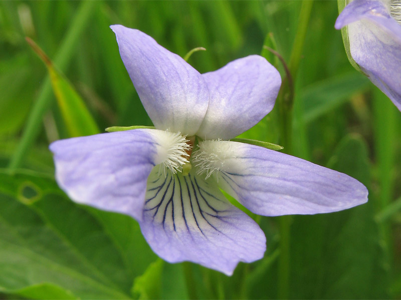 Изображение особи Viola ruppii.