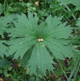 Aconitum lasiostomum