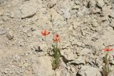genus Papaver