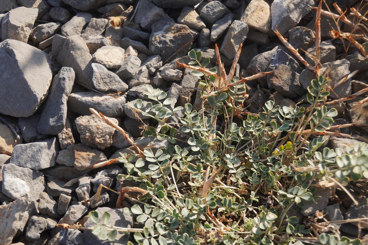 Image of Chesneya karatavica specimen.