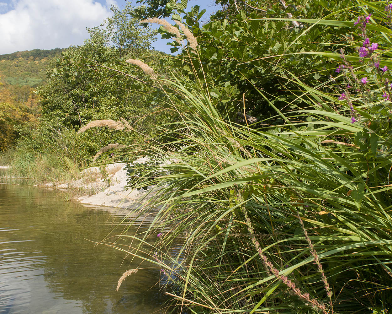 Image of Calamagrostis epigeios specimen.