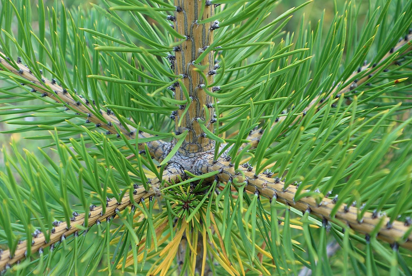 Image of genus Pinus specimen.