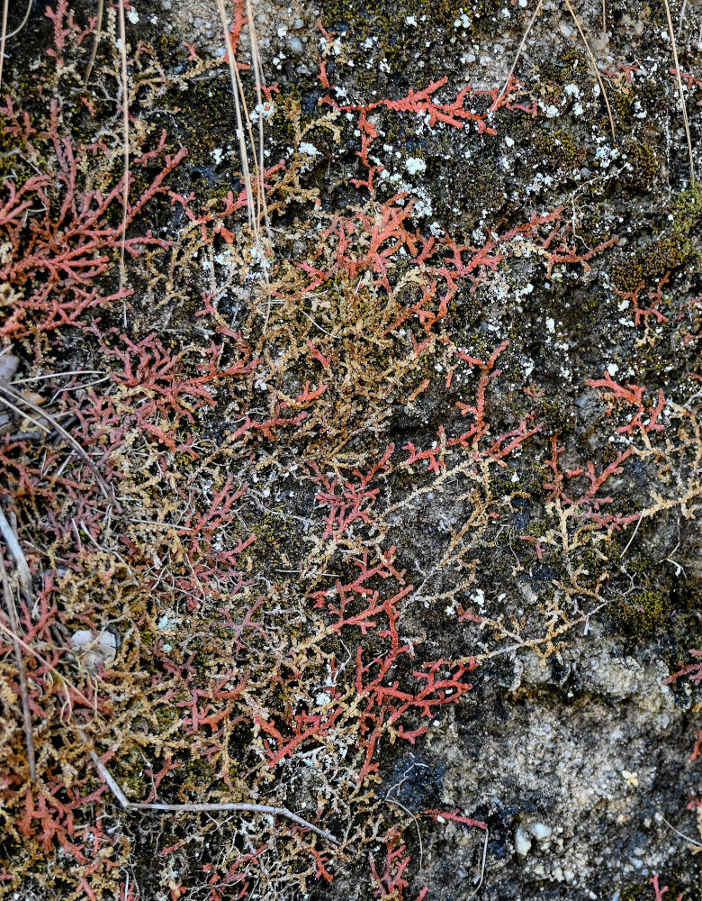 Изображение особи Selaginella denticulata.