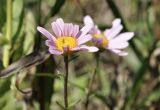 семейство Asteraceae. Соцветие. Приморский край, Хасанский р-н, Зарубинское гор. пос., окр. с. Витязь, приморский склон, луговое сообщество. 27.09.2025.