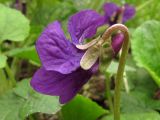 Viola odorata. Цветок. Крым, Севастополь, Ушакова балка. 9 апреля 2011 г.